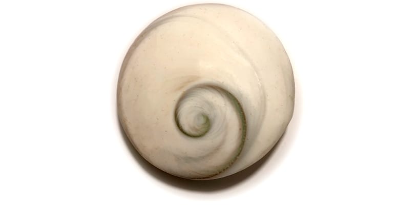Operkulum, Shiva-Auge, Venusnabel, Meernabel, Buddha Eye, Meeres-Augen, Shiva Muschel oder Shiva Shell.