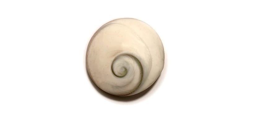 Operkulum, Shiva-Auge, Venusnabel, Meernabel, Buddha Eye, Meeres-Augen, Shiva Muschel oder Shiva Shell.