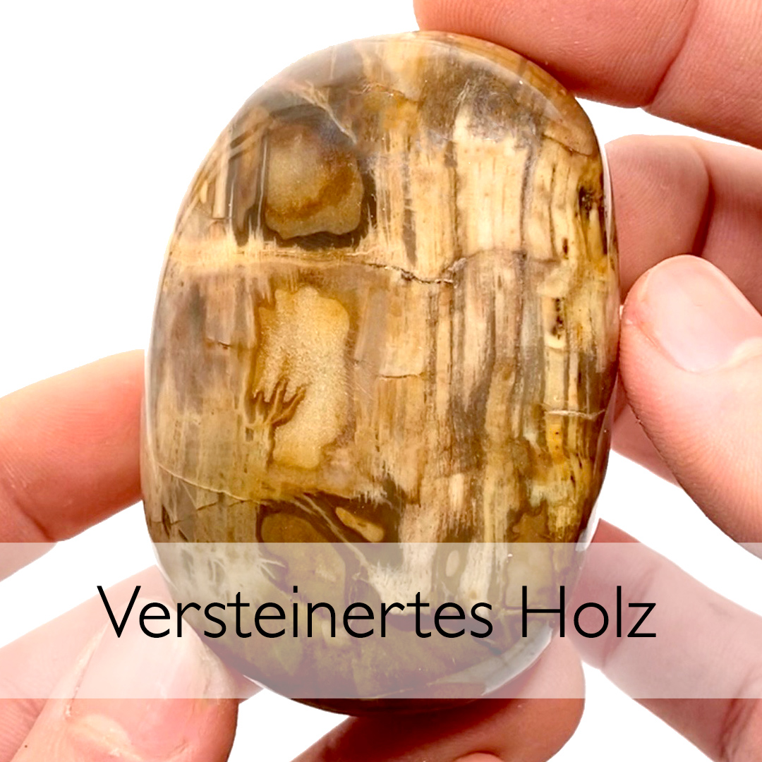 Versteinertes Holz